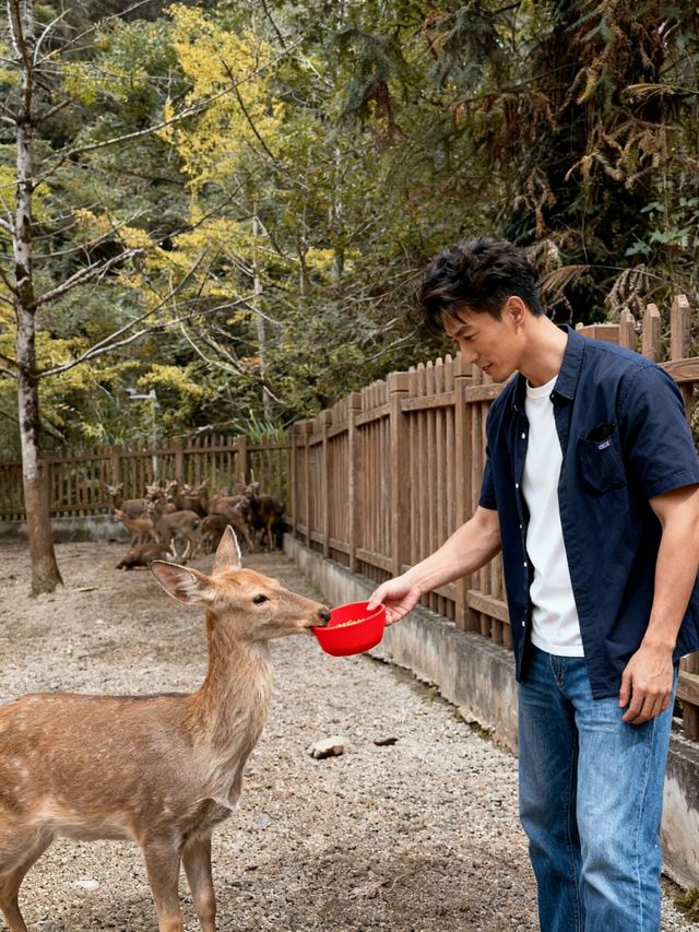 帽峰秋語：在金色秘境治癒心靈