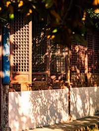 在鹽官,採集秋日金箔紙