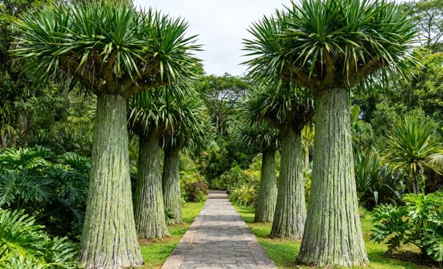 尋訪綠色明珠植物園 尋訪綠色明珠植物園