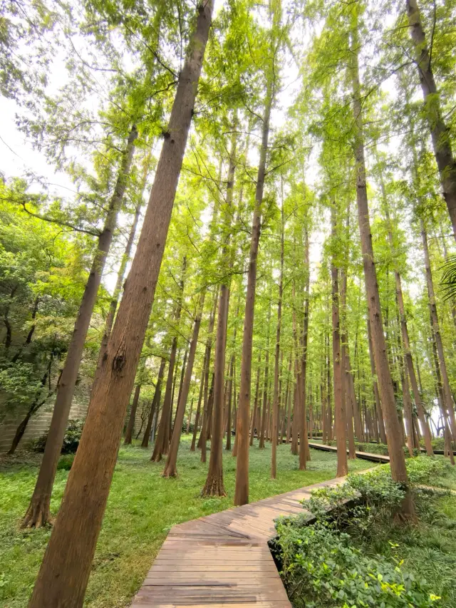 南京必去！玄武湖浪漫環湖遊攻略