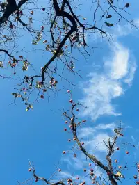 南京出發｜48小時逃離城市計劃第1站婺源