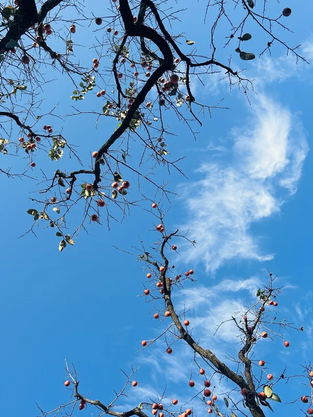 南京出發｜48小時逃離城市計劃第1站婺源