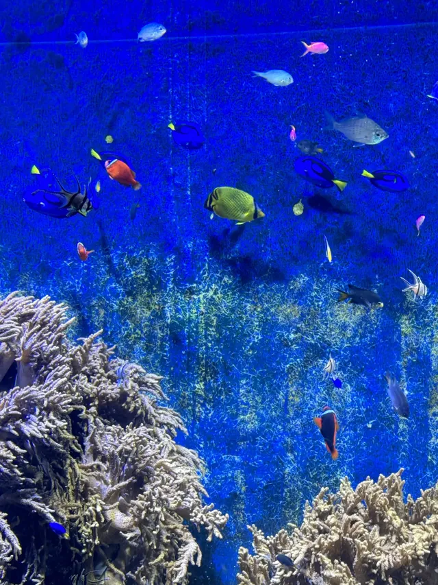 🫧淡季的珠海長隆!!真的玩得太開心啦!! 🫧淡季的珠海長隆!!真的玩得太開心啦!!