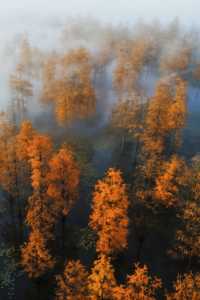 南京賞秋倒數最後10天必打卡的絕美秋色攻略