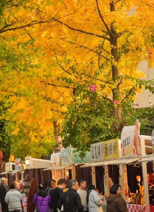 Ginkgo in Chengdu has entered its most beautiful moment, with golden romance in full bloom