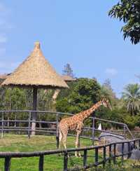 動物園隱藏玩法大賞
