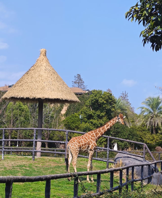動物園隱藏玩法大賞
