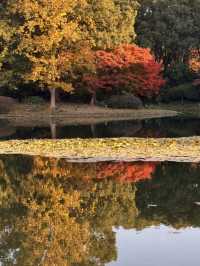 上海東郊賓館|滬上秋景絕絕子人間仙境