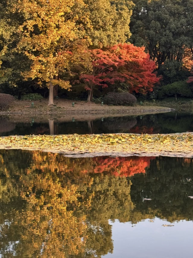 上海東郊賓館|滬上秋景絕絕子人間仙境 上海東郊賓館|滬上秋景絕絕子人間仙境