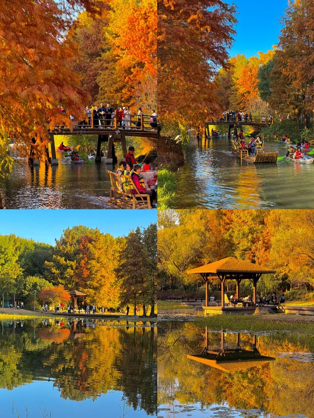 秋日虎丘紅楓殺瘋了 秋日虎丘紅楓殺瘋了