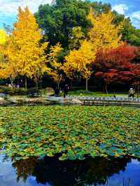 秋日限定!徐家匯公園紅葉暴擊市中心的調色盤炸裂了!