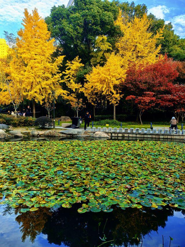 秋日限定!徐家匯公園紅葉暴擊市中心的調色盤炸裂了! 秋日限定!徐家匯公園紅葉暴擊市中心的調色盤炸裂了!