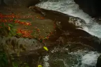 赴光霧山,收藏秋季限定浪漫