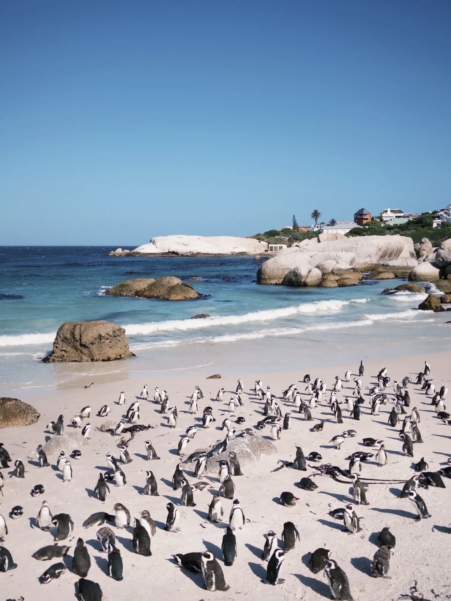 Weekend trip to the Southern Hemisphere to see penguins