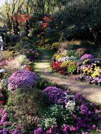 12月共青楓葉紅了銀杏黃了(附出片打卡點)