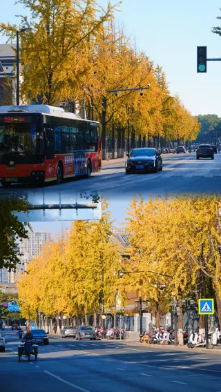 Come to Yuecheng to enjoy autumn, first go here for the fallen leaves countdown