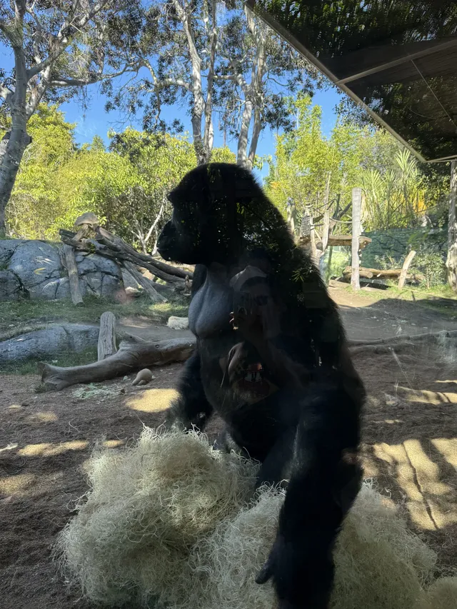 感恩節三天非特種兵帶娃San Diego遊推薦 感恩節三天非特種兵帶娃San Diego遊推薦