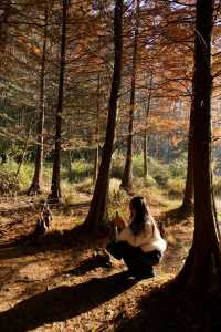 上海青西郊野公園：水上森林的秋日私語