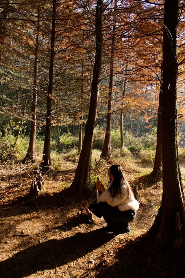 上海青西郊野公園：水上森林的秋日私語