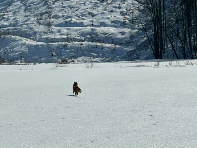 北海道冬日絕景 純白幻想曲 北海道冬日絕景 純白幻想曲