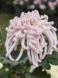 成都!!漫花莊園的菊花太前衛了!!!