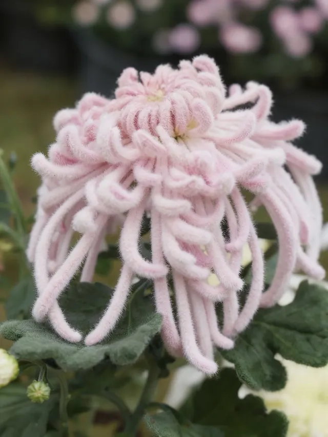 成都!!漫花莊園的菊花太前衛了!!! 成都!!漫花莊園的菊花太前衛了!!!