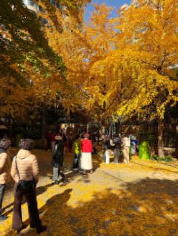 魔都黃金城道觀賞銀杏｜秒穿金色童話