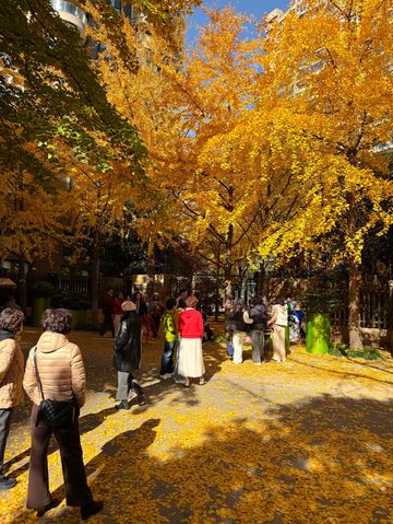 魔都黃金城道觀賞銀杏｜秒穿金色童話