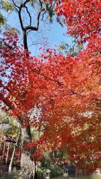 上海出發 帶娃賞秋棲霞山