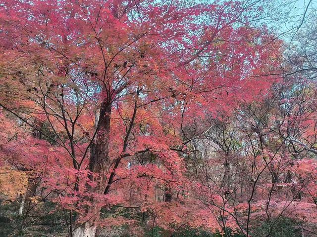 南京棲霞山的楓葉紅了 南京棲霞山的楓葉紅了