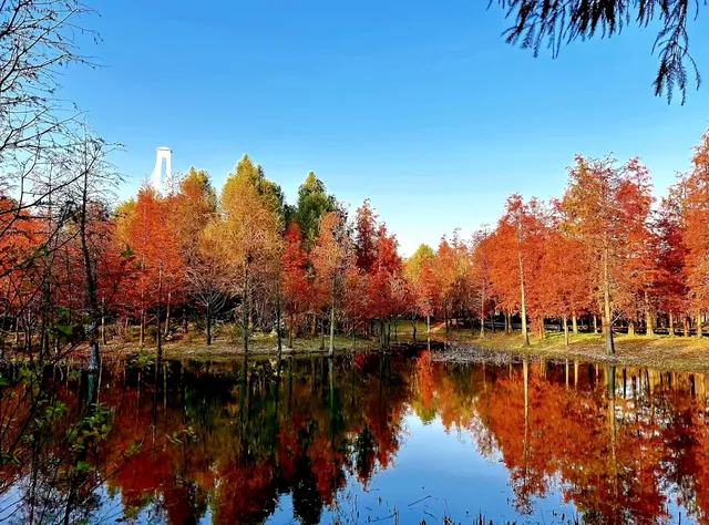 預警三林濱江落羽杉即將紅透，最佳觀賞期