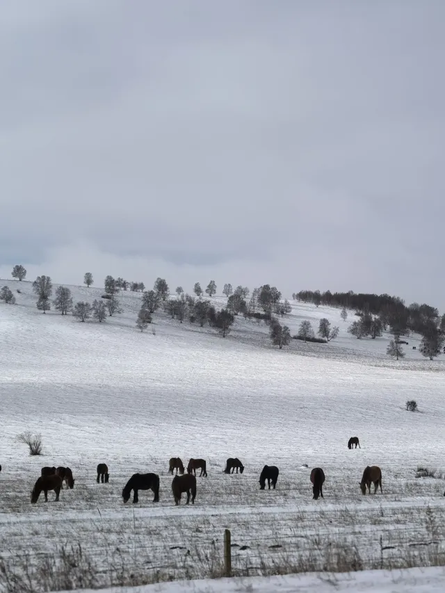 不是新疆去不起！烏蘭布統冬日秘境太香了~