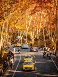 深秋的南京,一不小心闖進了油畫裡