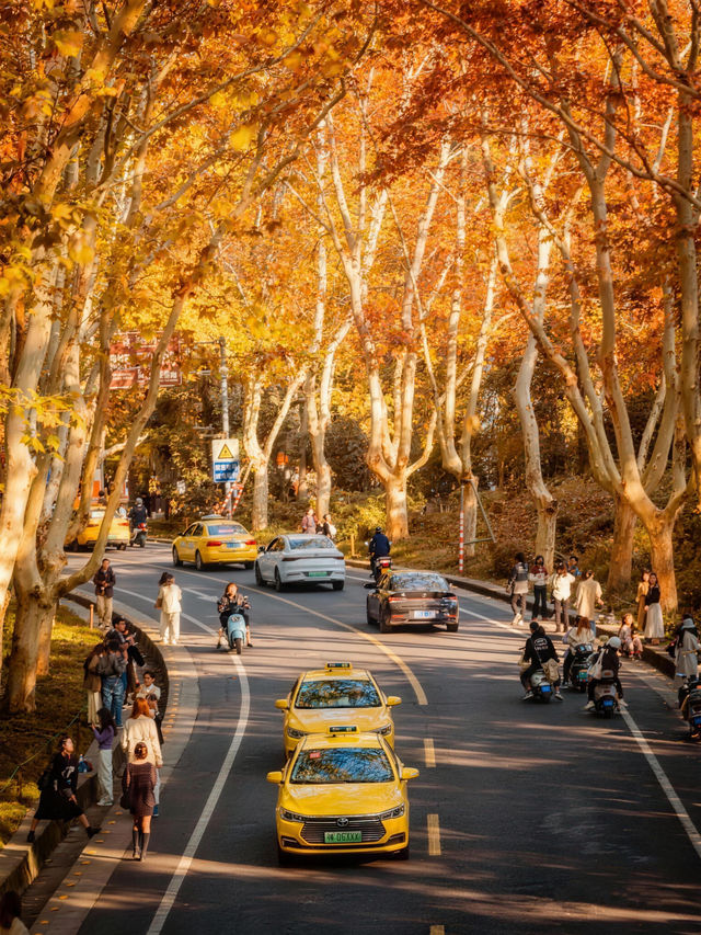 深秋的南京,一不小心闖進了油畫裡 深秋的南京,一不小心闖進了油畫裡