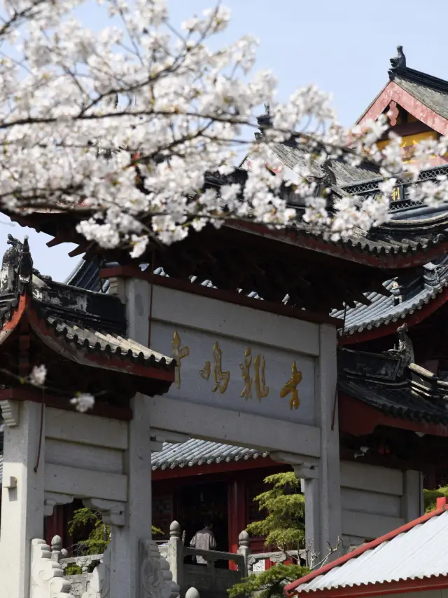 Nanjing Must-Visit Ancient Jiming Temple Red Wall Cherry Blossoms Are Absolutely Stunning