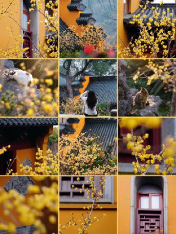 Winter in Changsha: Must-Visit Plum Blossom Temple with Healing Cats & an Amazing Hotel