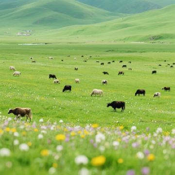 สำรวจกานหนาน: การเดินทางเพื่อชำระล้างจิตวิญญาณในทิเบต