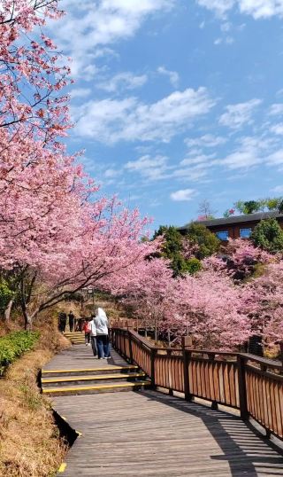 Enjoy both flower viewing and tea picking with cherry blossoms in full bloom and fresh tea leaves turning green