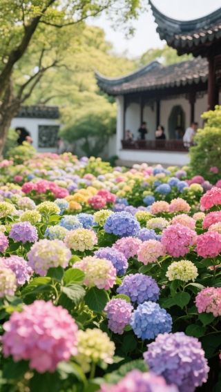 Wow! Shanghai Yiyuan hides a colorful hydrangea sea wonderland! 