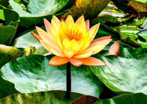 深圳前海公園｜モネの夏の蓮池に迷い込んだよう！癒し感満点」 | Trip