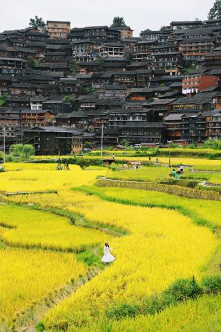 The rice fields in the Miao Village are at their peak! Don't miss this photo spot!!