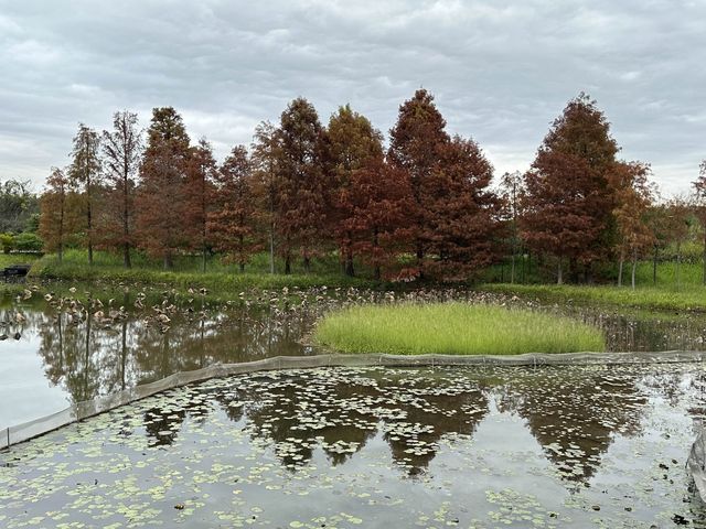 本地遊 | 香港濕地公園 | 季節限定橙紅色落羽松