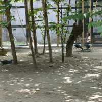 Manila Zoo