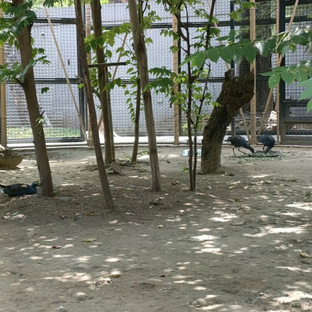 Manila Zoo