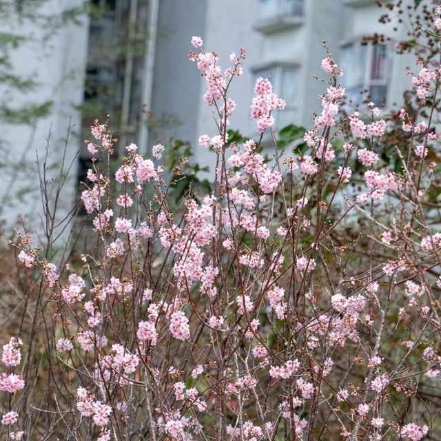 石門安景街櫻花