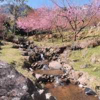 🌸สะพานซากุระ​ :เชียงใหม่