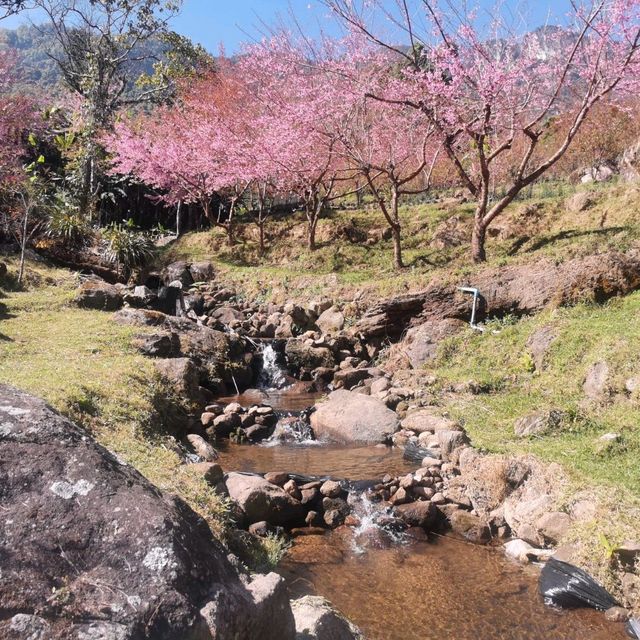🌸สะพานซากุระ​ :เชียงใหม่