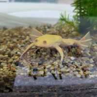 免費入場的花鳥蟲魚展覽