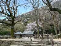 野生のサルを間近で見られる高崎山🐒