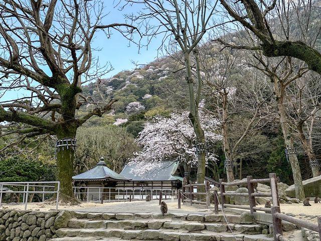 野生のサルを間近で見られる高崎山🐒
